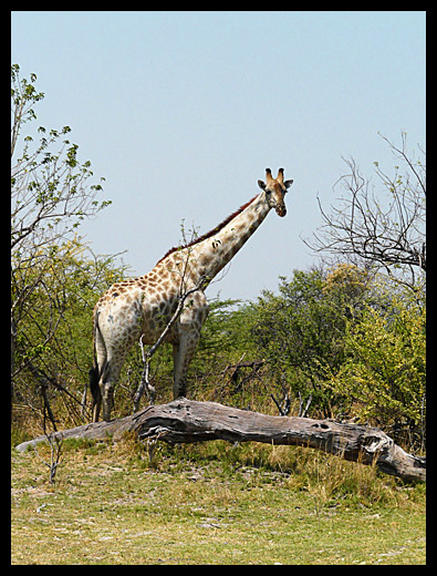 girafe